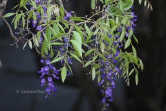 Bolusanthus speciosus